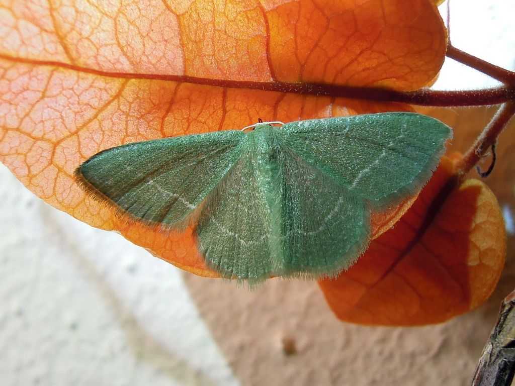 colori a Riano